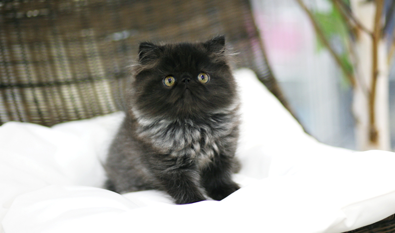 Persian kitten for sale 