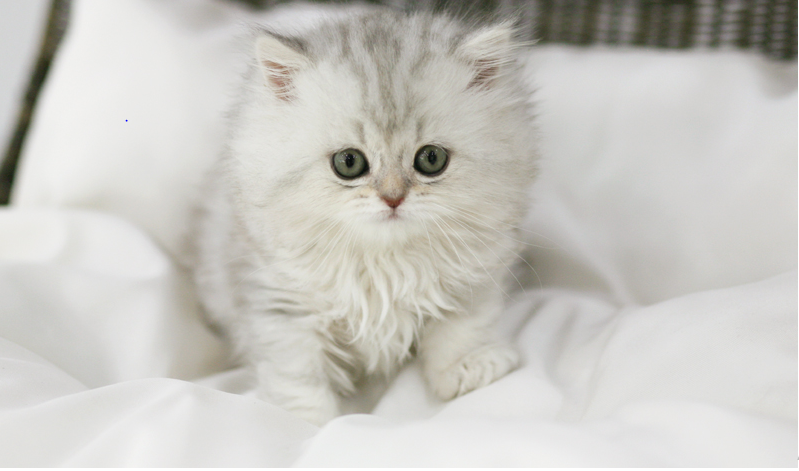 Persian kitten for sale 